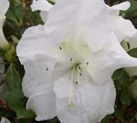 Autumn Angel Encore Azalea