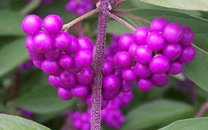 Issai Purple Beautyberry Bush - Callicarpa dichotoma 'Issai' Photo 4