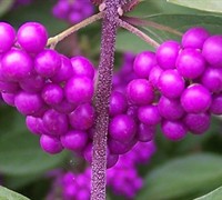 Issai Purple Beautyberry Bush - Callicarpa dichotoma 'Issai'