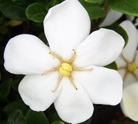 Shop Hardy Daisy Gardenia - 2.5 Quart