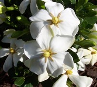 Hardy Daisy Gardenia