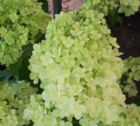 Limelight Hydrangea - Hydrangea paniculata 'Limelight'