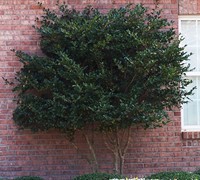 Shop Wavy Leaf Ligustrum - 3 Gallon