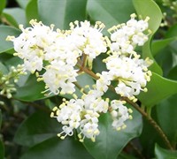 Wavy Leaf Ligustrum