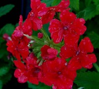 Homestead Carpet Red Hardy Verbena