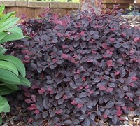 Shop Purple Pixie Loropetalum - 2.5 Quart