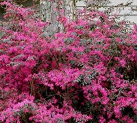 Plum Delight Loropetalum