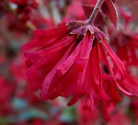 loropetalum ever red sunset