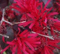 loropetalum ever red sunset