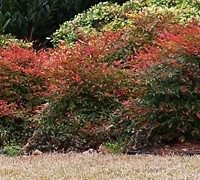 Gulf Stream Nandina