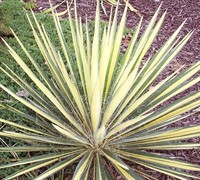 Color Guard Yucca - Yucca filamentosa 'Color Guard'