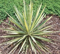 Color Guard Yucca - Yucca filamentosa 'Color Guard'