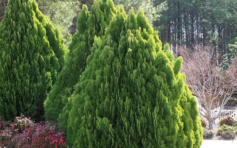 Berkmans Golden Arborvitae - 1 Gallon - Sun Loving Shrubs | ToGoGarden