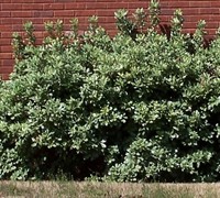 Variegated Pittosporum