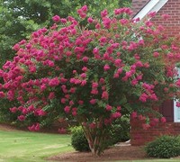 Shop Tuscarora Crape Myrtle - 3 Gallon