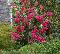 Tonto Crape Myrtle