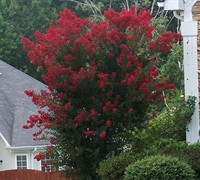 Dynamite Crape Myrtle - Lagerstroemia indica 'Dynamite'