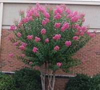 Sioux Crape Myrtle - Lagerstroemia indica x fauriei 'Soiux'