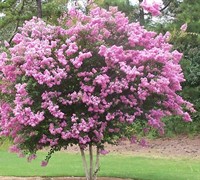 Sioux Crape Myrtle - Lagerstroemia indica x fauriei 'Soiux'