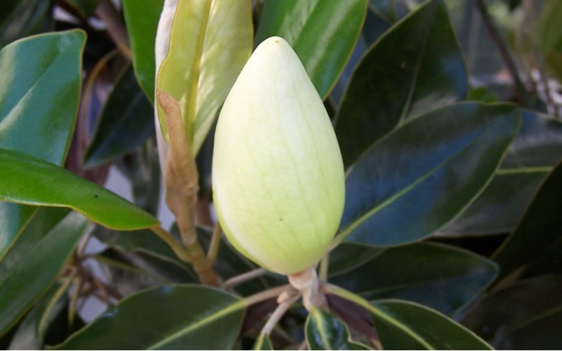 Little Gem Dwarf Southern Magnolia Photo 10