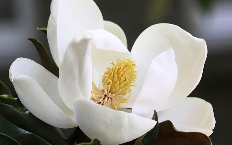 Little Gem Dwarf Southern Magnolia - 7 Gallon - Evergreen Trees | ToGoGarden