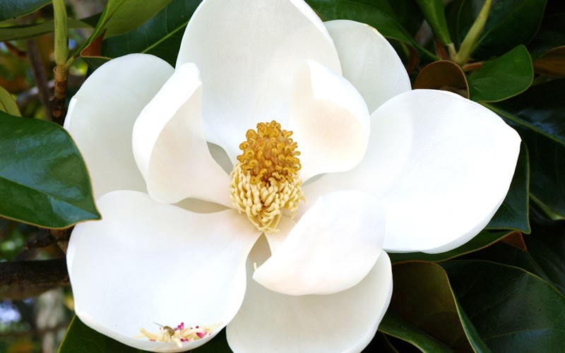 DD Blanchard Magnolia - 3 Gallon - Perennial Plants | ToGoGarden