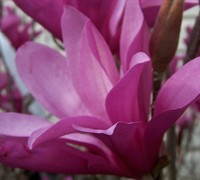 Ann Magnolia Tulip Tree - Magnolia hybrid 'Ann'