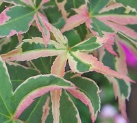 Butterfly Japanese Maple