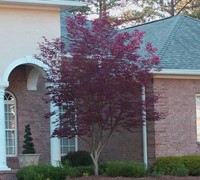 Bloodgood Japanese Maple 