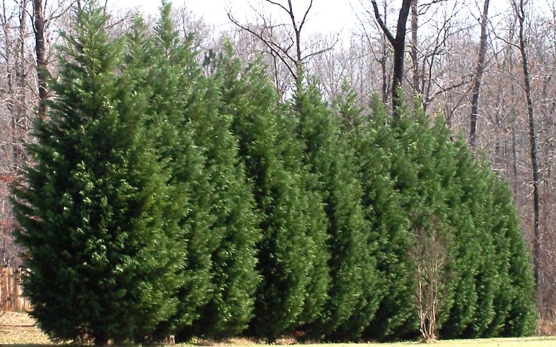 Leyland Cypress - 3 Gallon - Tree, Coniferous - Privacy Trees | ToGoGarden