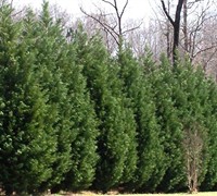 Leyland Cypress 