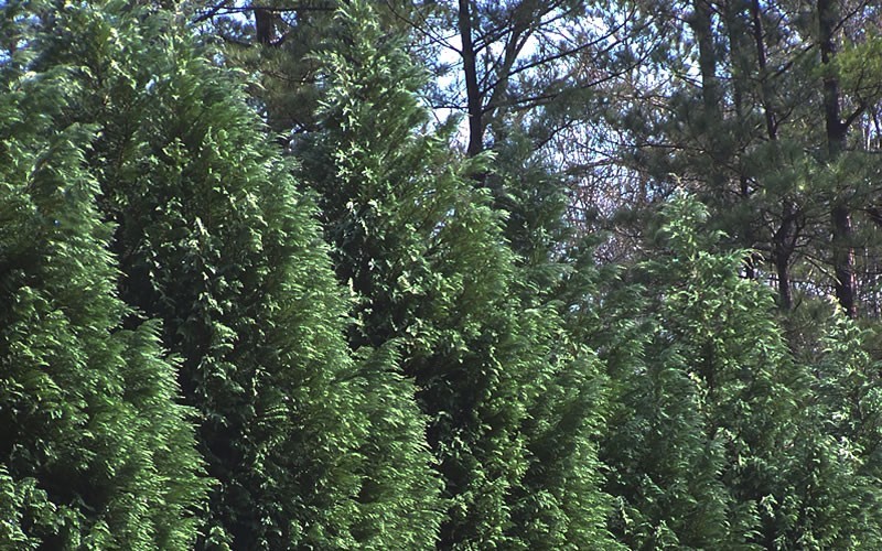 Leyland Cypress  Photo 3