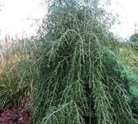 Weeping Yaupon Holly - Ilex vomitoria 'Pendula'