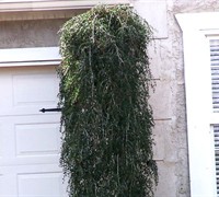 Weeping Yaupon Holly - Ilex vomitoria 'Pendula'