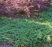 Blue Rug Juniper