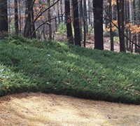 Blue Pacific Juniper