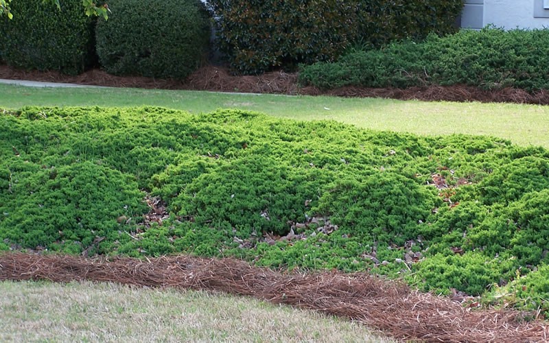 Green Mound Juniper - Japanese Garden Juniper Photo 2