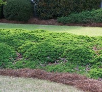 Green Mound Juniper - Japanese Garden Juniper