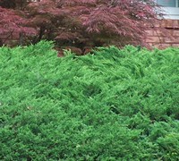Green Sargent Juniper - Juniperus chinensis - 'Sargentii'