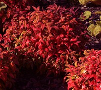 Firepower Dwarf Nandina