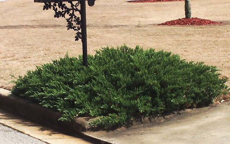 Green Sargent Juniper - Juniperus chinensis - 'Sargentii' Photo 2