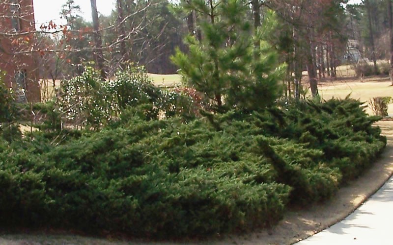 Parsoni Juniper - Juniperus davurica 'Parsonii' Photo 2
