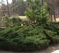 Parsoni Juniper - Juniperus davurica 'Parsonii'