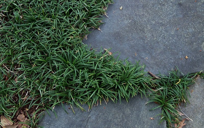Dwarf Mondo Grass Photo 2