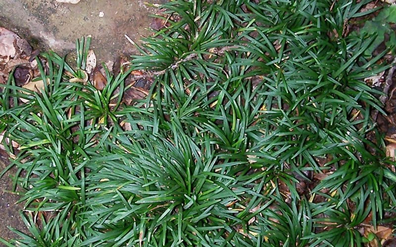 Dwarf Mondo Grass Photo 3