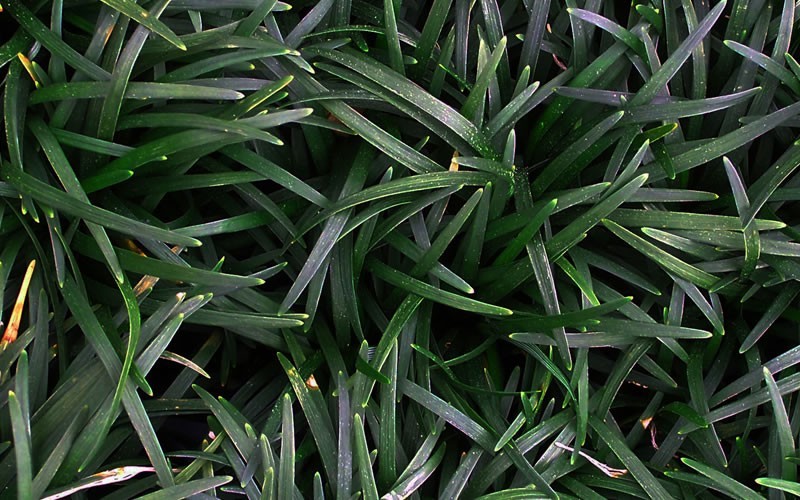 Dwarf Mondo Grass Photo 1