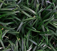 Dwarf Mondo Grass