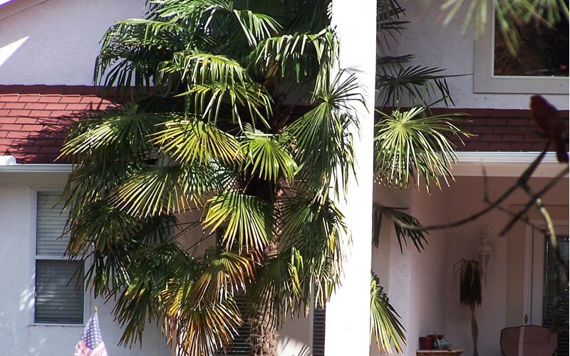 Windmill Palm - Trachycarpus fortunei Photo 4