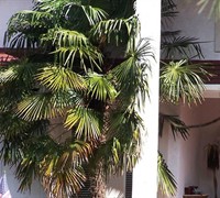 Windmill Palm - Trachycarpus fortunei