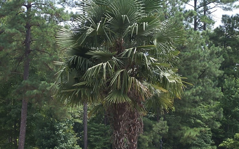 Windmill Palm - Trachycarpus fortunei Photo 1
